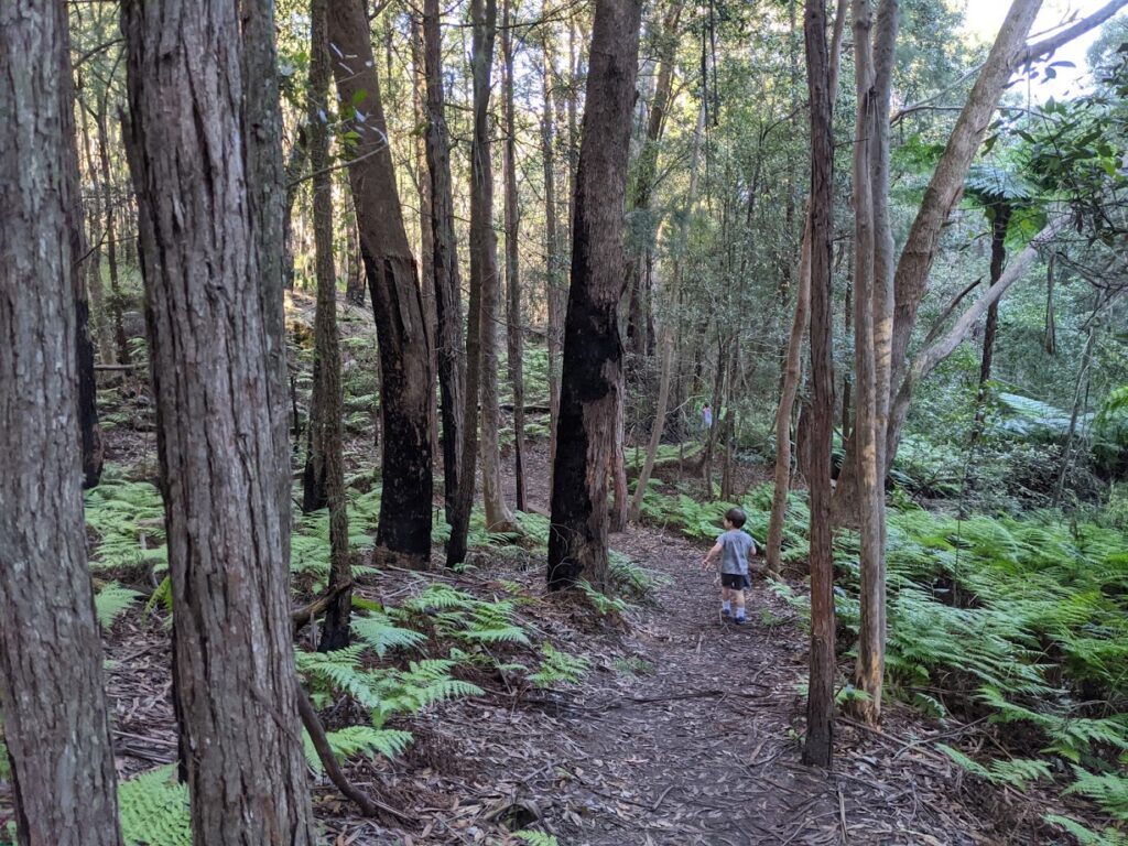 Fairy Dell, Springwood, bushwalks for kids in the Blue Mountains