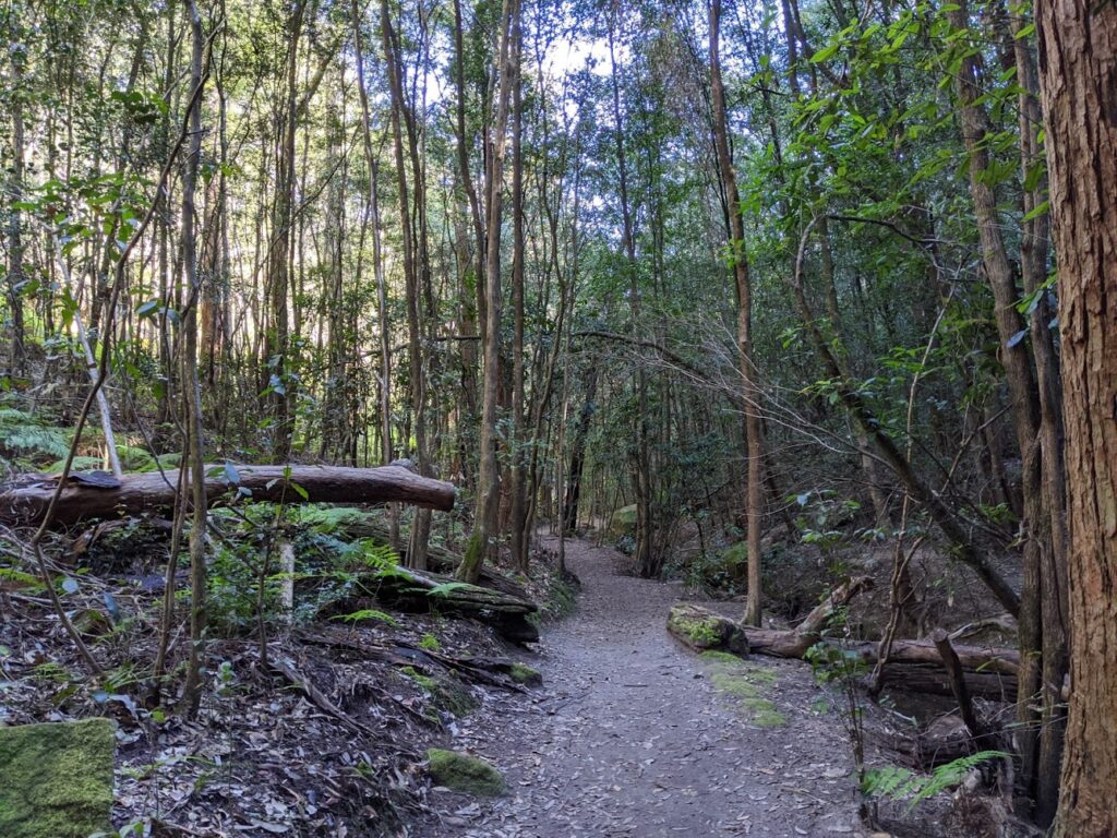 Birdwood Gully walk, Springwood, bushwalks for kids in the Blue Mountains