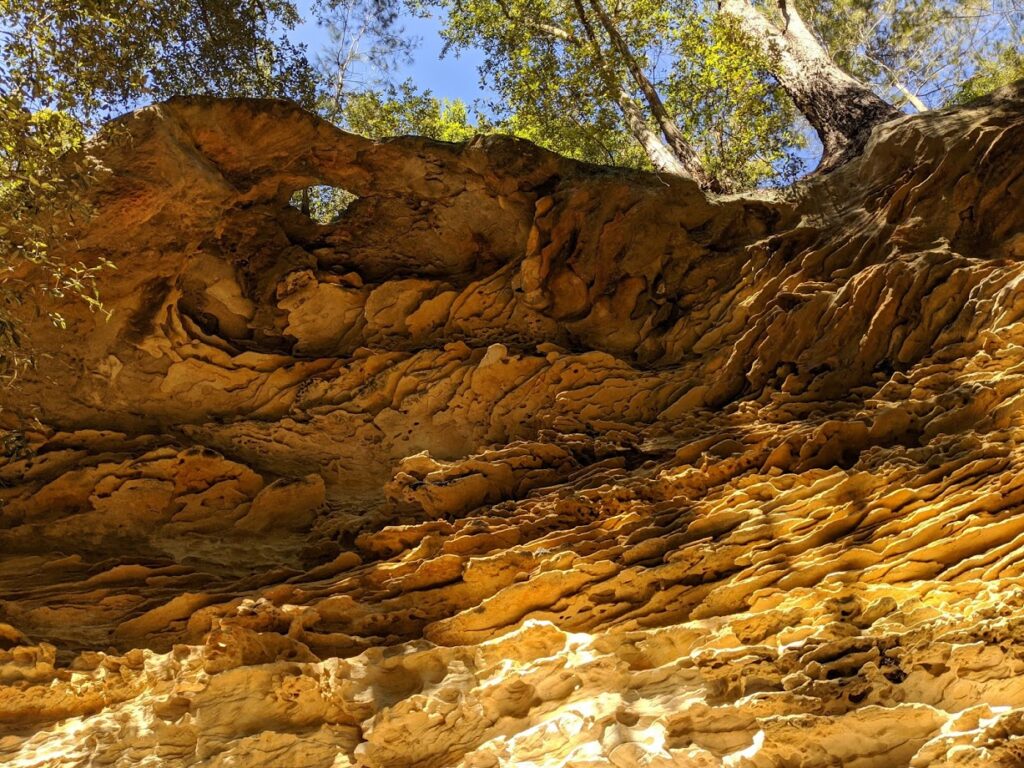 Birdwood Gully Springwood, Blue Mountains National Park, sandstone in sunlight