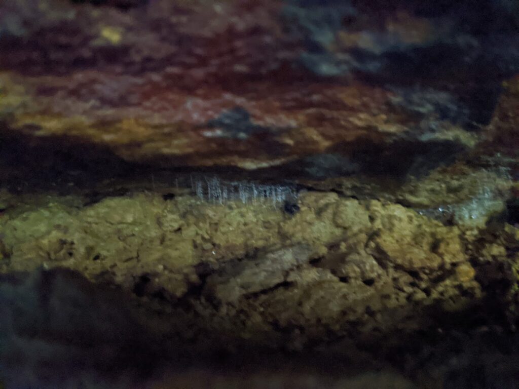 Birdwood Gully Springwood, Blue Mountains National Park, glowworms