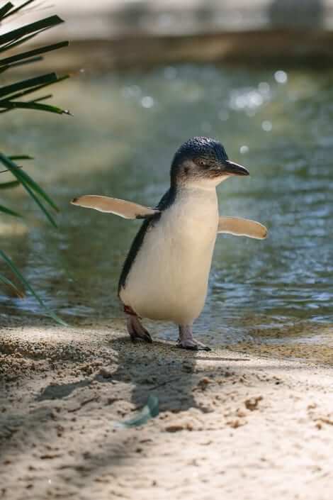 featherdale sydney penguin