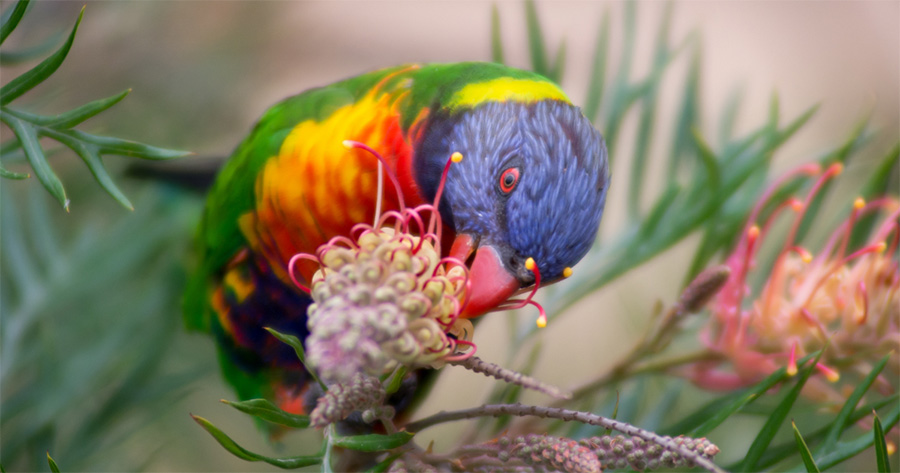 beautiful birds found by children at bush playgroup in the Blue Mountains