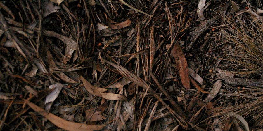 Leaf litter used for art and craft at bush playgroup in the Blue Mountains