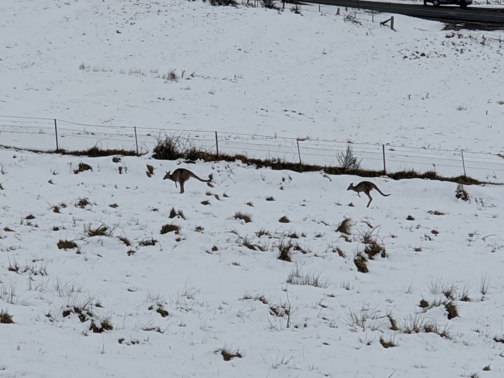 kangaroos in the snow, oberon, blue mountains