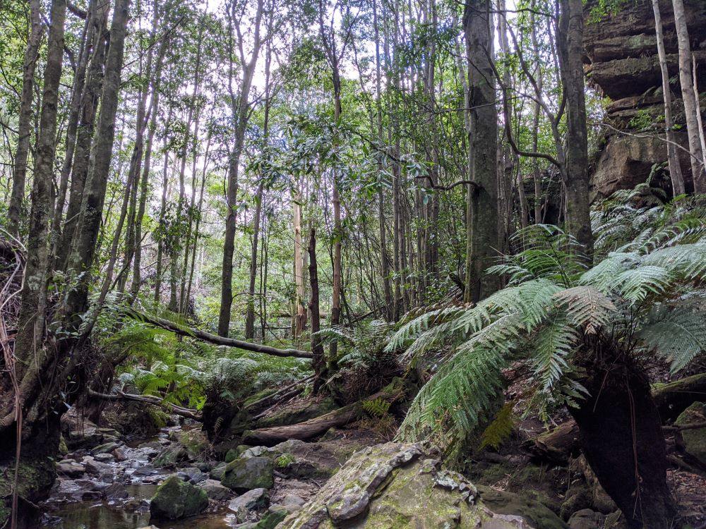 pool of siloam leura bushwalk