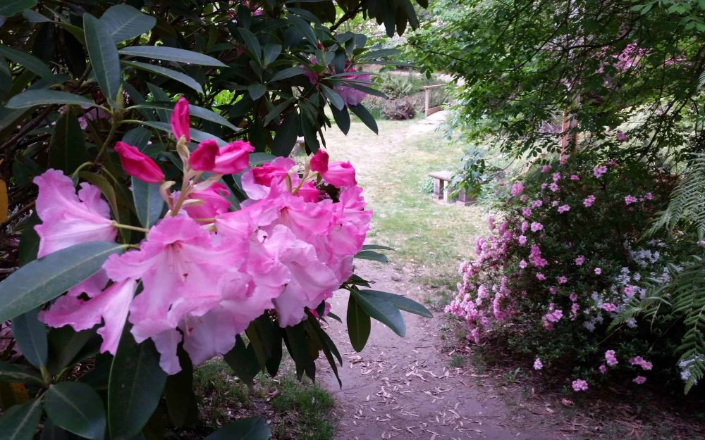 rhododendron gardens blackheath