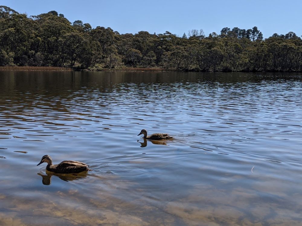 wentworth falls lake ducks on the lake