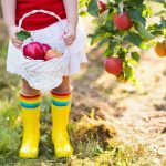 Pick Your Own Fruit Blue Mountains and Beyond: Discover these 11 Farms and Orchards for a Fabulous Family Day Out