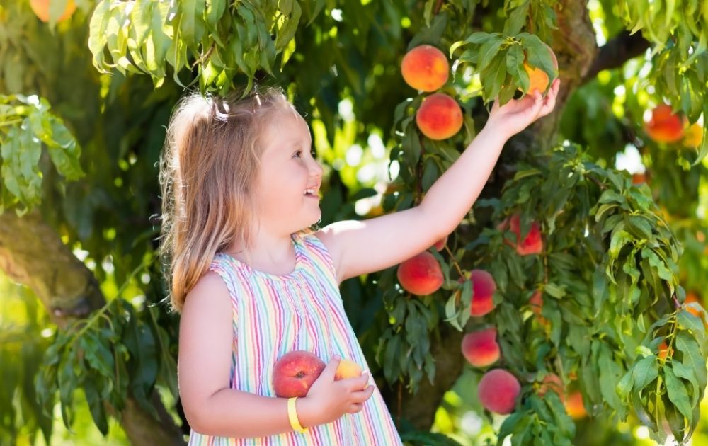 Pick Your Own Fruit Blue Mountains, peaches