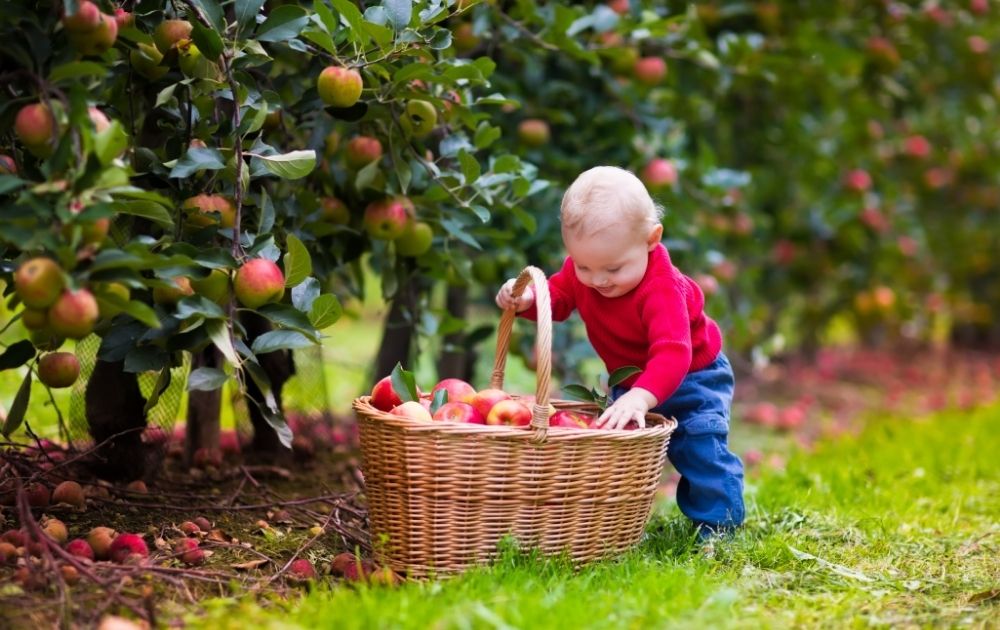 pick your own fruit canoelands little boy picking peaches