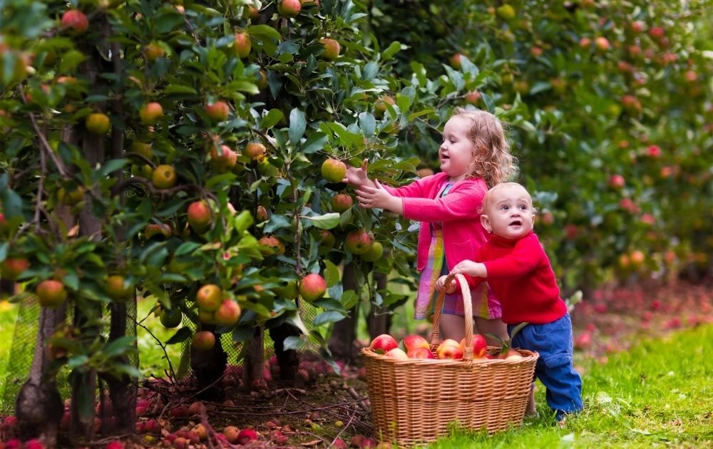 pick your own fruit kids picking apples