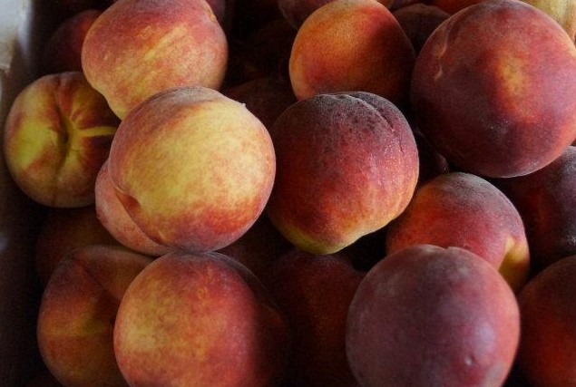 pick your own fruit peaches