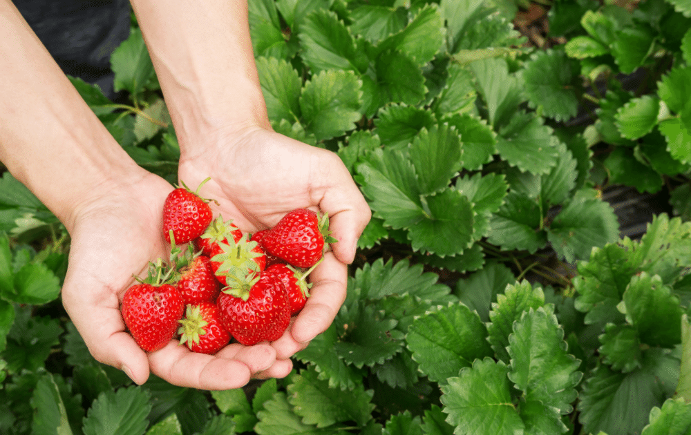 pick your own fruit blue mountains, strawberries in hands