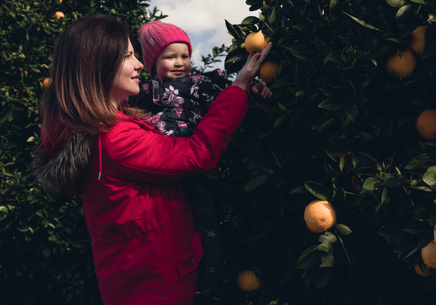 Pick Your Own Fruit Blue Mountains and Beyond: Discover these 11 Farms ...