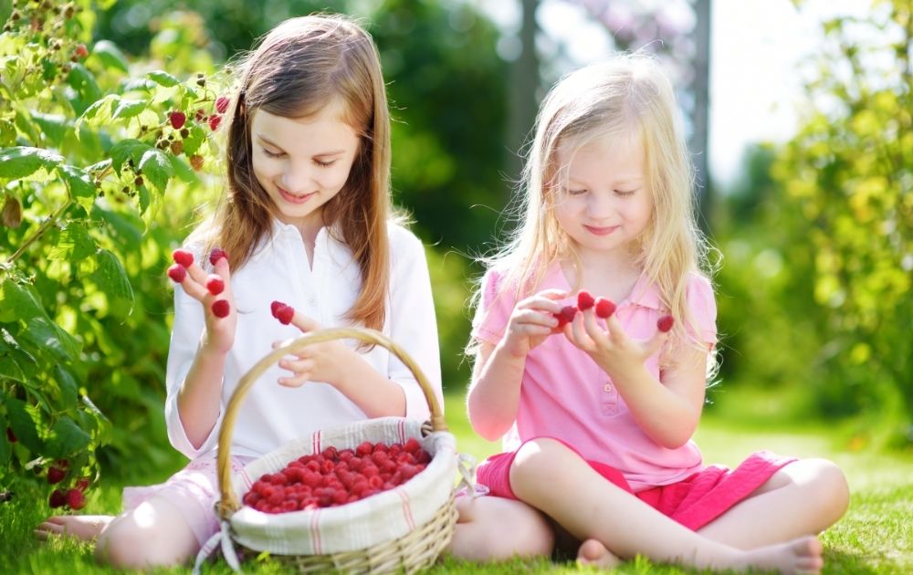 pick your own fruit two girls with raspberries on their fingers