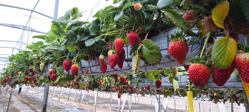 pick your own fruit strawberry picking thirlmere