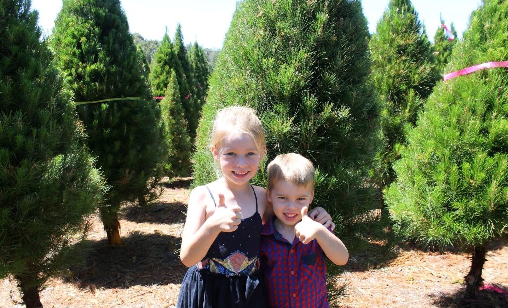 buy a real Christmas tree blue mountains, dural Christmas tree farm