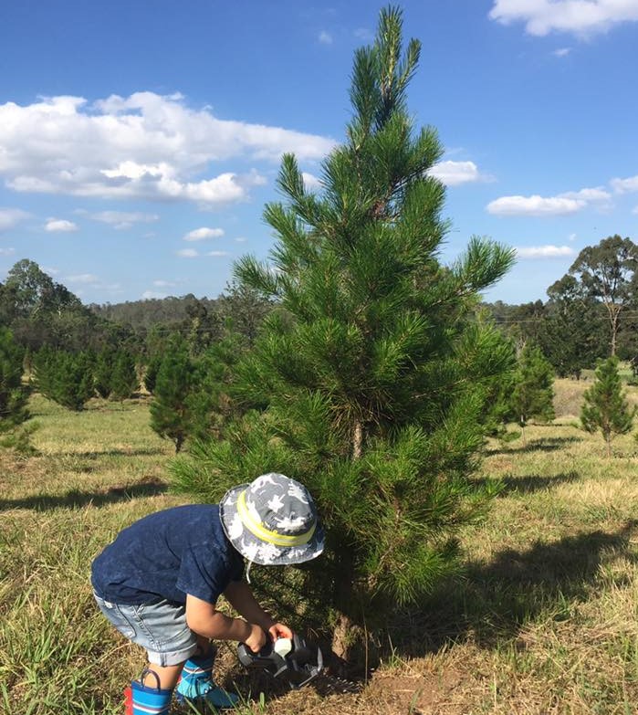 buy a real Christmas tree blue mountains, glenmore Christmas tree farm