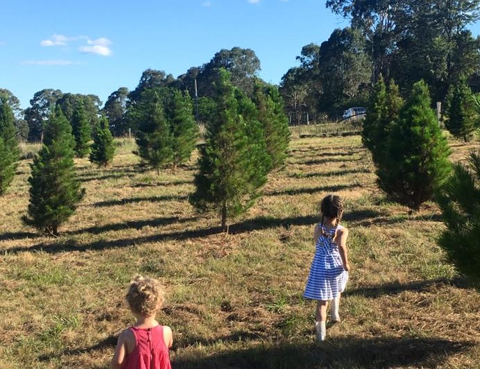 real Christmas trees Blue Mountains