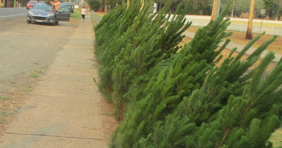 buy a real Christmas tree blue mountains, lion's club emu plains