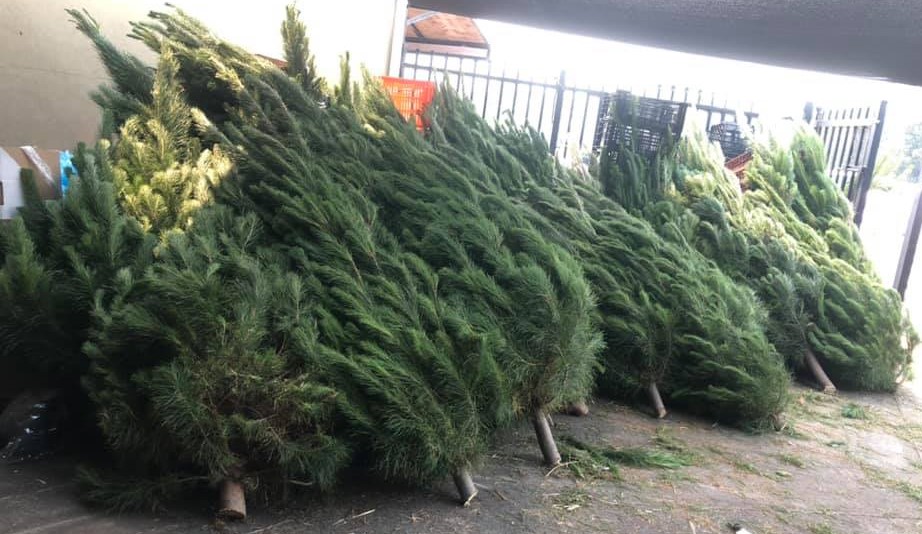 buy a real Christmas tree blue mountains, todarello's fruit shop