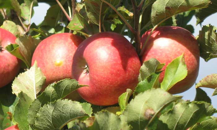 bilpin springs orchard blue mountains pick your own fruit