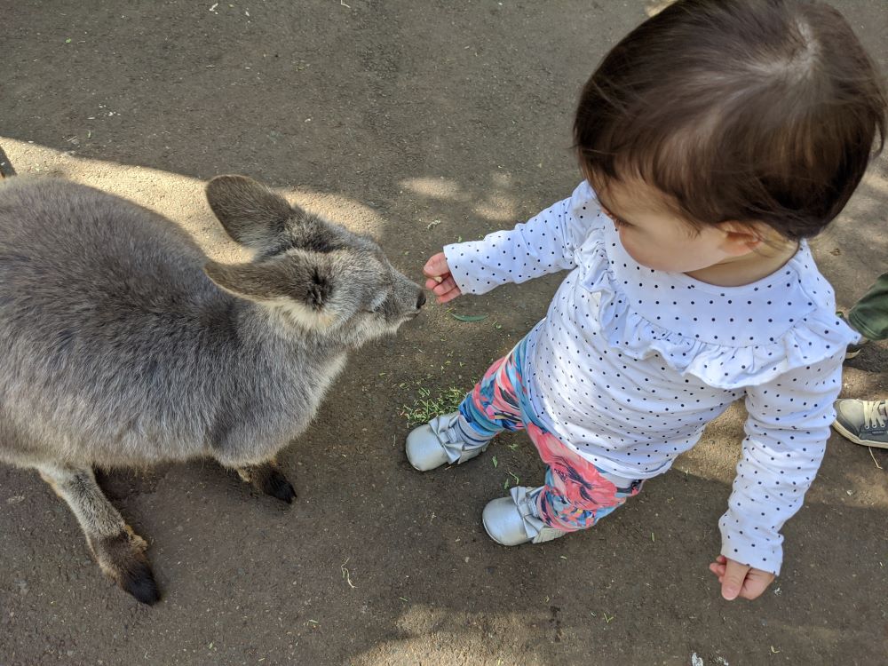 featherdale sydney little girl feeding a wallaby