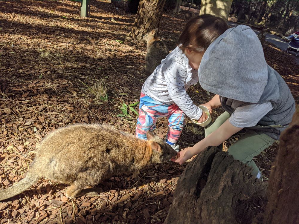 featherdale sydney kids feeding a wallaby