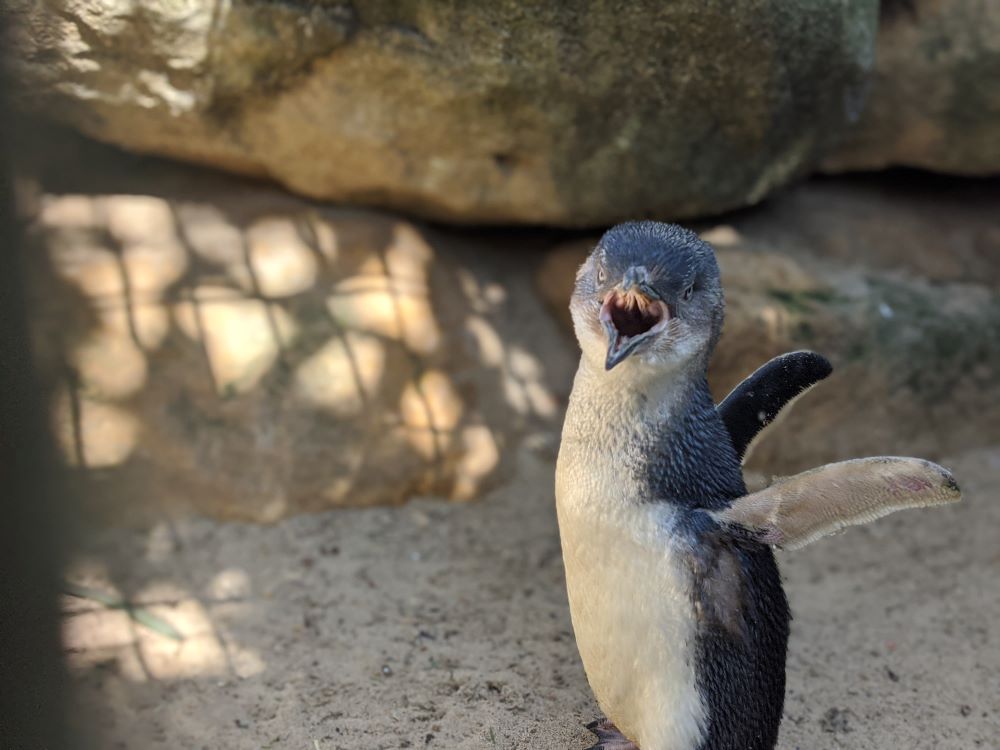 featherdale sydney penguin