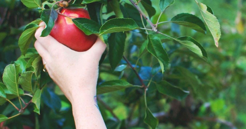 tnt pick your own fruit apples blue mountains