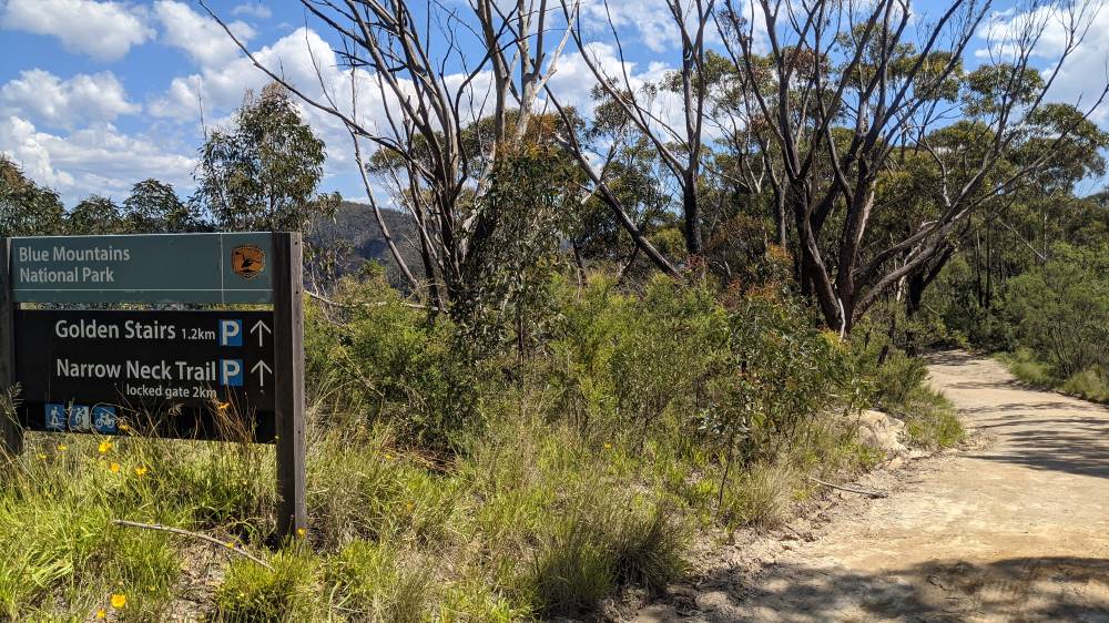 Narrowneck Lookout Best Spot to see the rare pink flannel flowers in the Blue Mountains