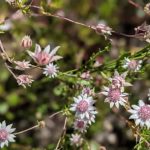 Rare Pink Flannel Flowers In The Blue Mountains: 4 Of The Best Spots To View These Stunning Wonders Of Nature