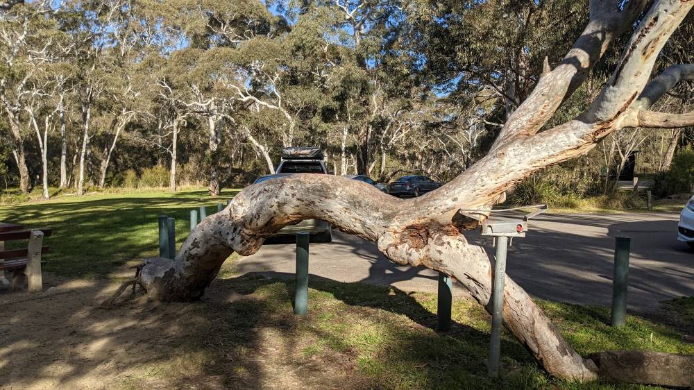Minnehaha Falls Track Katoomba bushwalk climbing tree