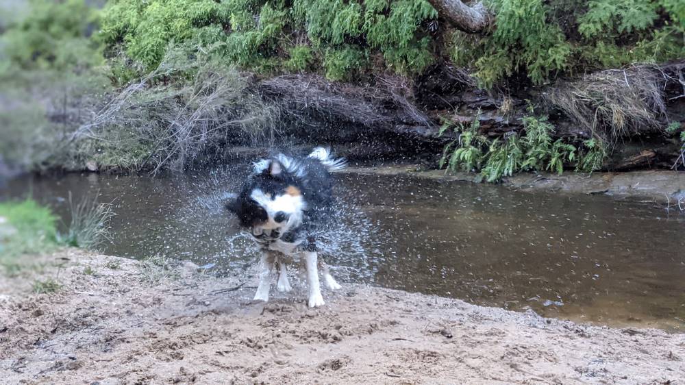 Minnehaha Falls Track Katoomba bushwalk dog shaking water off