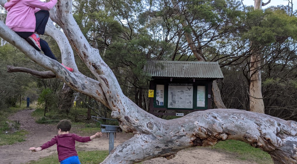 Minnehaha Falls Creek Katoomba bushwalk kids playing on the climbing tree