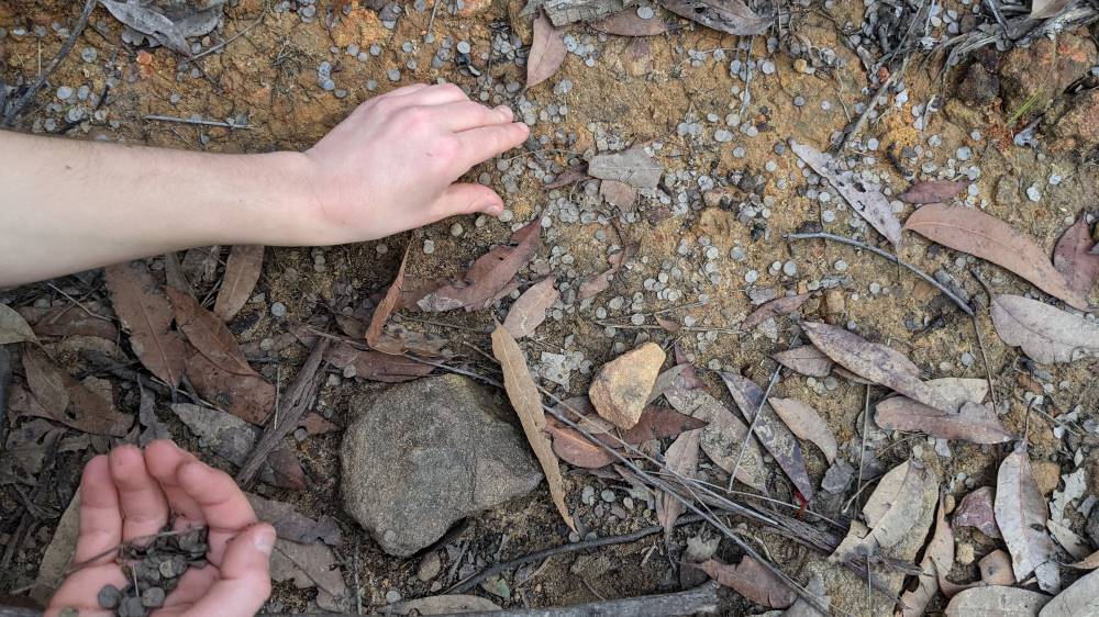 nature's confetti along Duck Hole Track Glenbrook