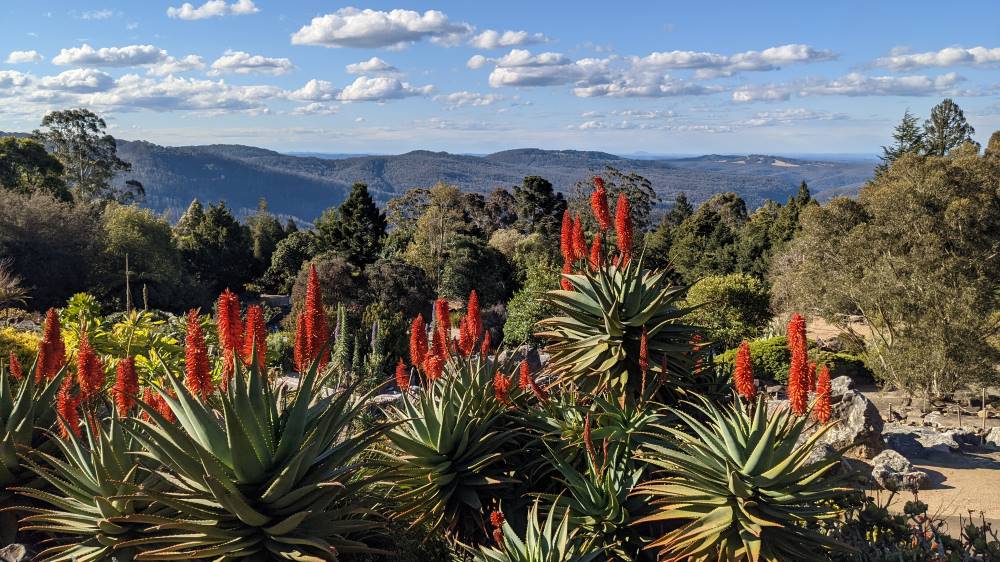 Blue Mountains Botanic Gardens Mount Tomah stunning flowers and views