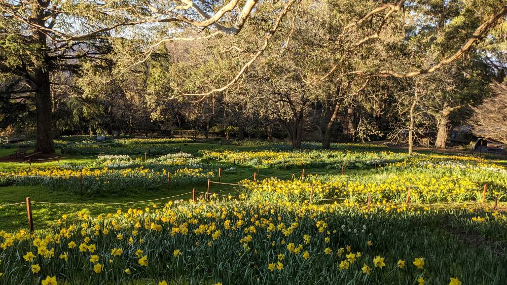 Blue Mountains Botanic Gardens Mount Tomah daffodil garden