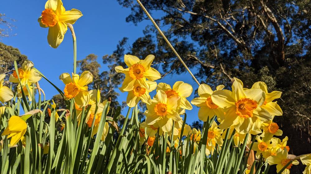 Blue Mountains Botanic Gardens Mount Tomah daffodils