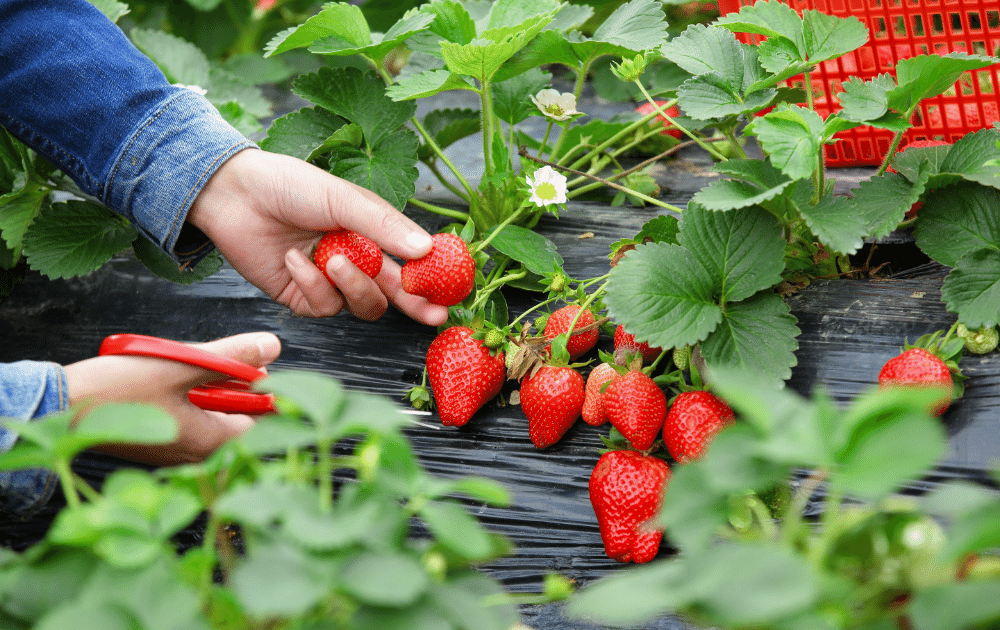 pick your own fruit bilpin strawberry picking