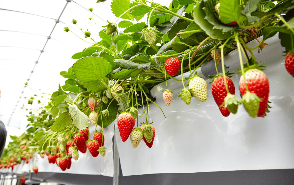 pick your own fruit strawberries on the vine ready to pick