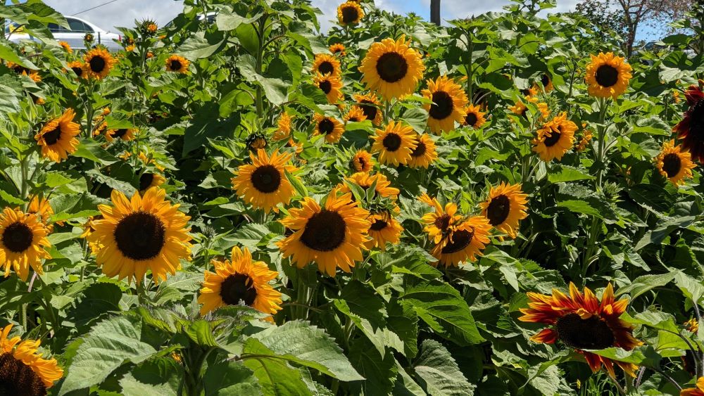 things to do in the blue mountains, sunflower picking