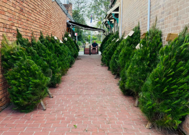 glenbrook greengrocer real christmas trees for sale in december