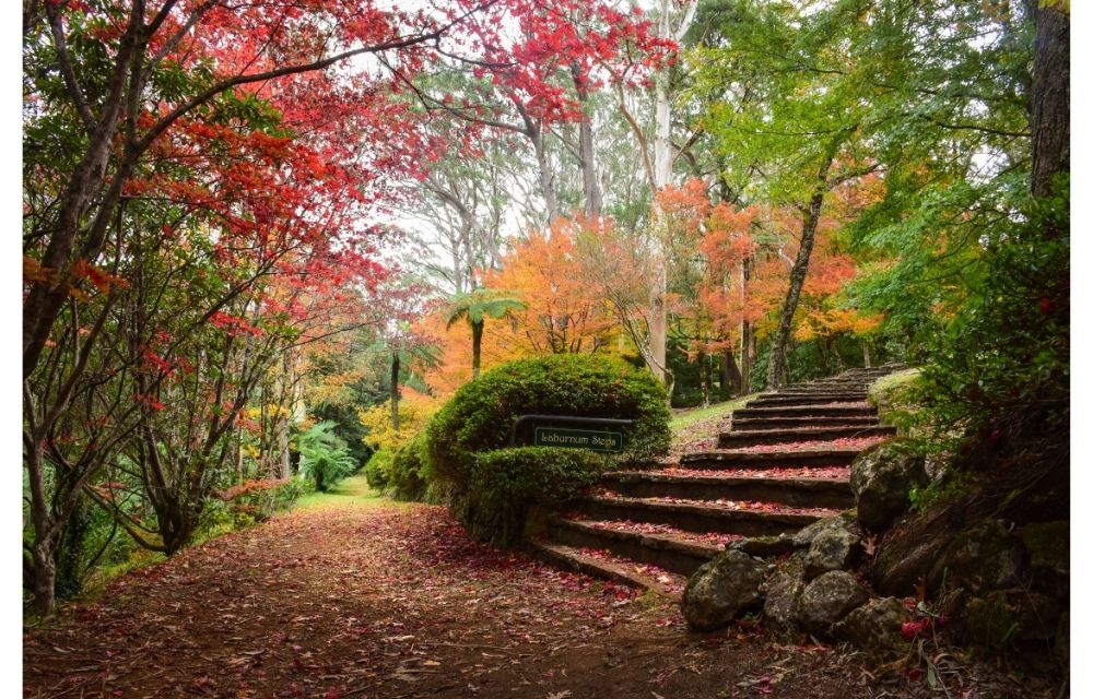 mount wilson blue mountains in autumn, amazing autumn trees