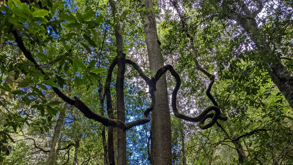 Coachwood Glen Nature Trail climbing tree vines