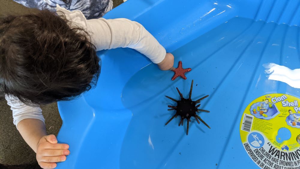 little girl exploring a sea star and sea urchin at LMAP playgroup glenbrook