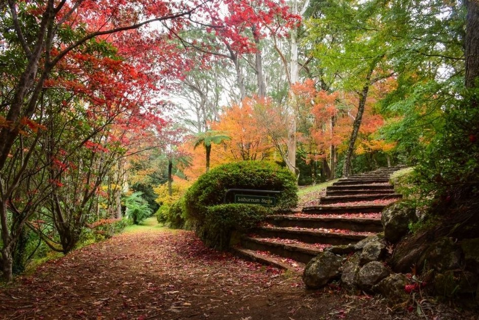 Labernum Steps, Breenhold Garden, Mount Wilson
