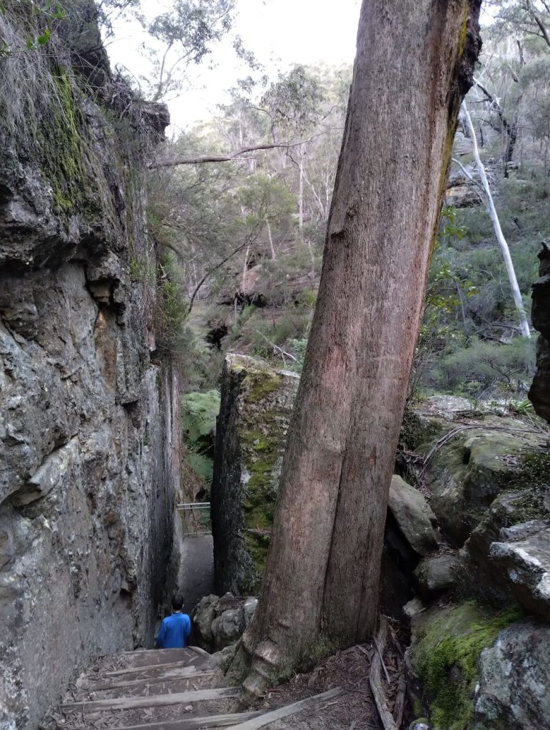 A narrow path between two rock walls that lead you up to the Lithgow glow worm tunnel.