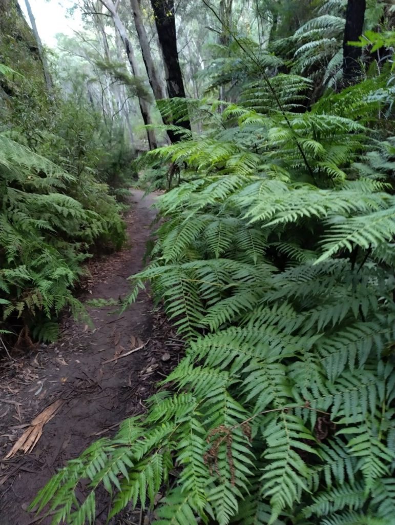 ferns along the Lithgow Glow Worm Tunnel walking track in the Wollemi National Park