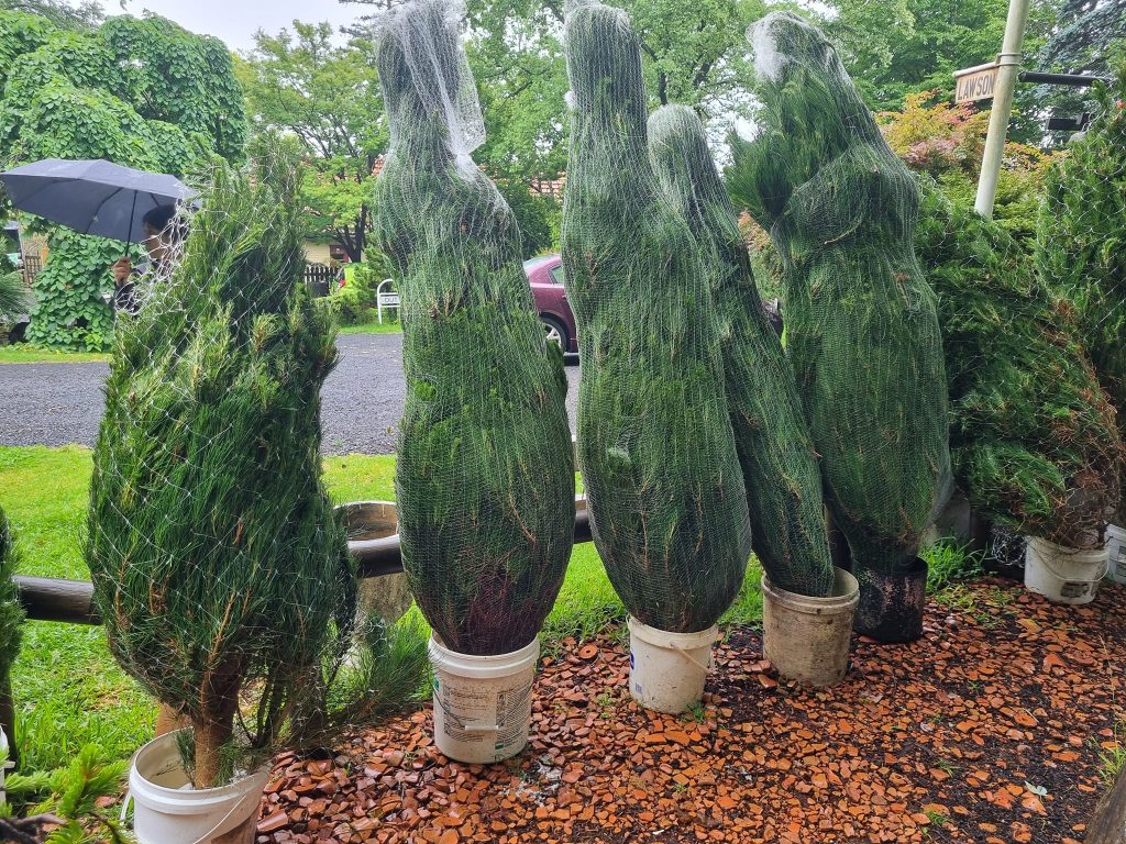 dillinger's nursery fresh christmas trees